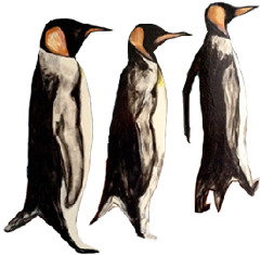 manchots 