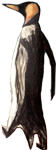 manchot